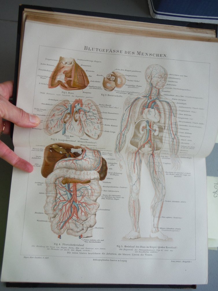 Original chromo lithograph entitled Blutgefasse des Menches  (Blood Vessels in