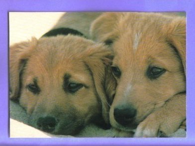 Hallmark Postcard Puppies Dogs Vintage