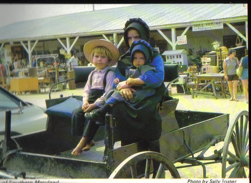 Amish of Southern Maryland Farmers Market in Charlotte Hall Postcard