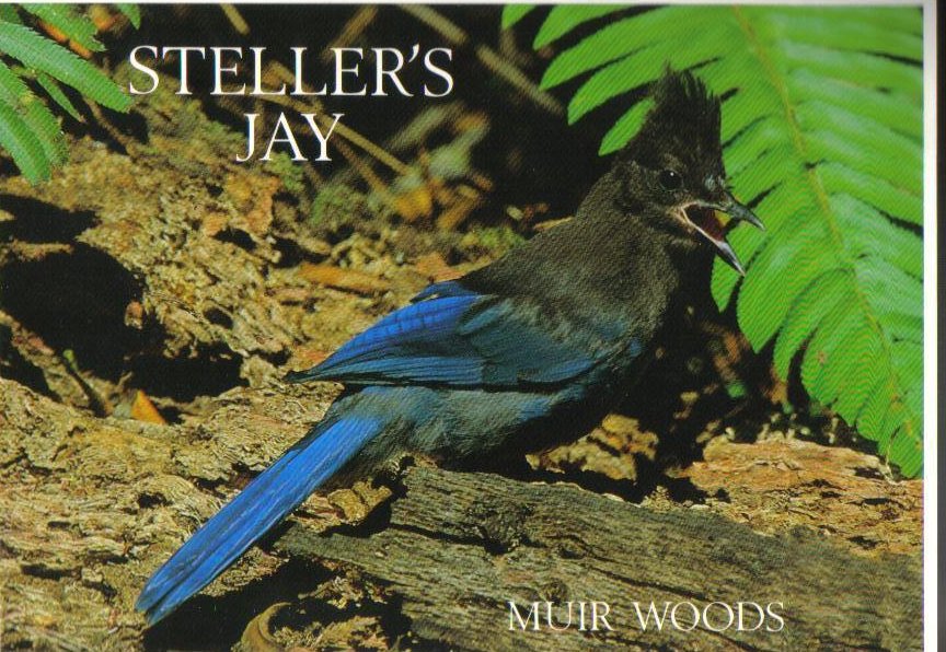 Steelers Jay Muir Woods National Park Postcard 