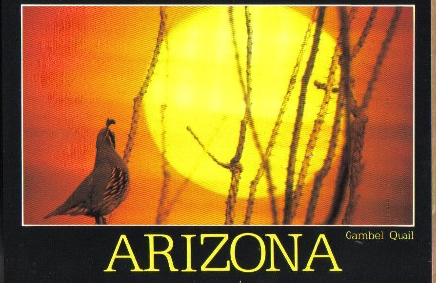 Arizona Gambel Quail Picture Postcard 