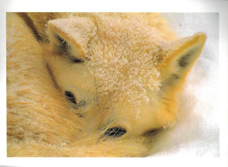 Sled Dog in Alaska Siberian Husky Postcard  