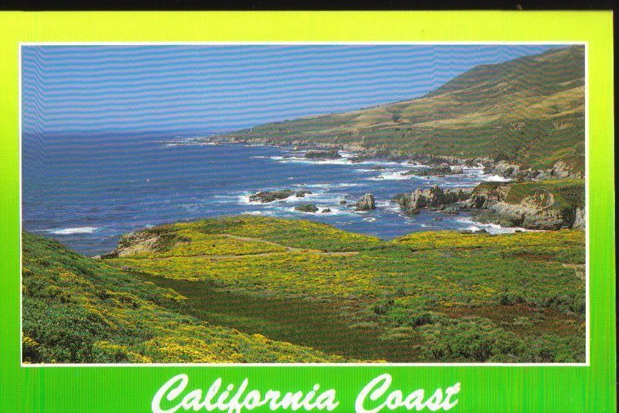 California Coast Wildflowers, Postcard 