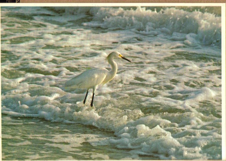 Snowy Egret on Florida Beach Vintage Postcard