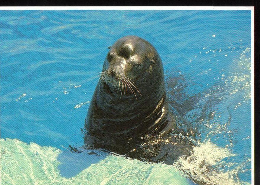 Seal at Sea World, Florida, Postcard