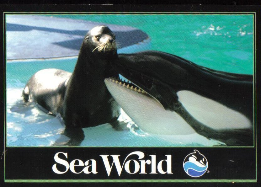 Shamu and Seamore at Sea World, Florida Postcard