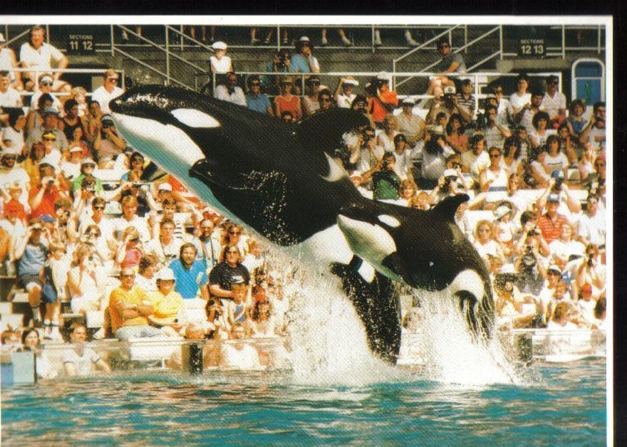 Killer Whales at Sea World, Florida Postcard