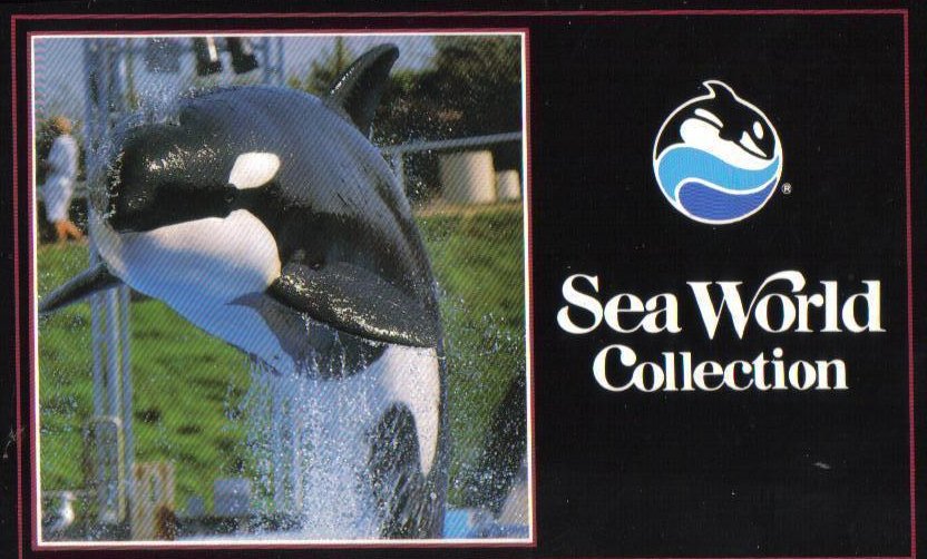 Shamu at Sea World, Florida Postcard