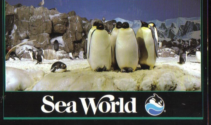 Penguins at Sea World, Florida Postcard