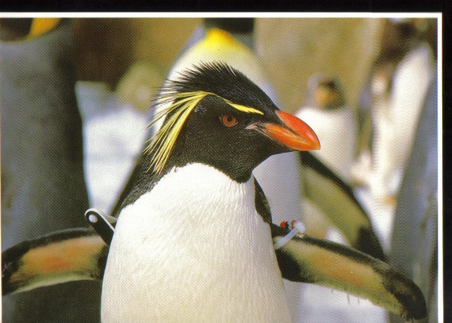 Penguin at Sea World, Florida Penguin Encounter Postacrd 