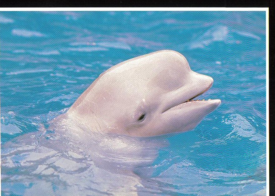 Dolphin at Sea World, Florida Postcard