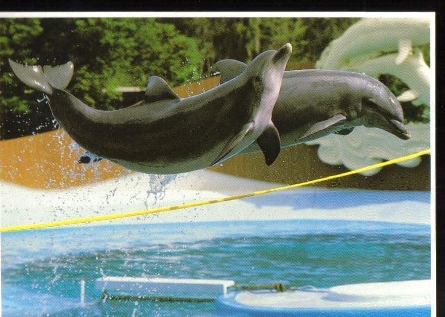 Dolphins at Sea World, Florida Postcard