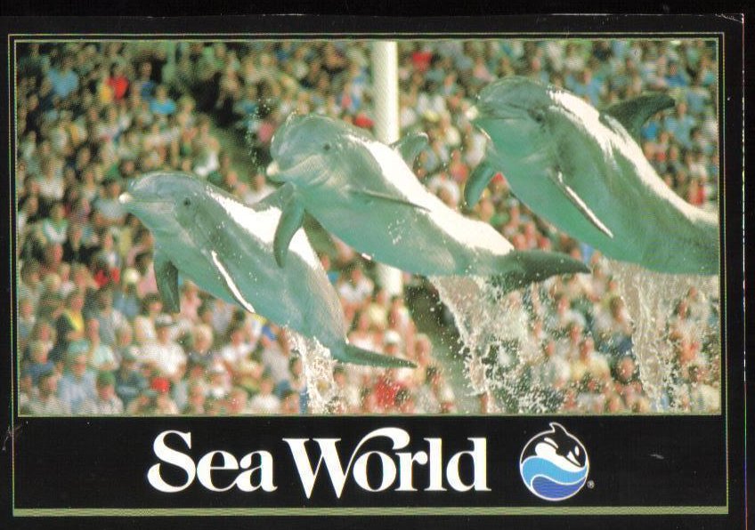 Leaping Dolphins at Sea World, Florida Postcard