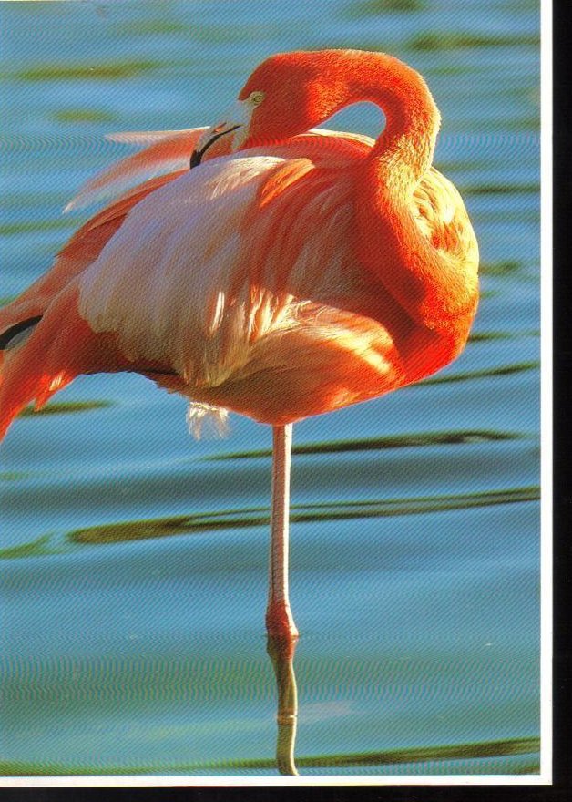 Flamingo at Sea World, Florida Postcard