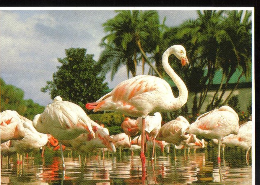 Flamingo's at SeaWorld, Florida Postcard