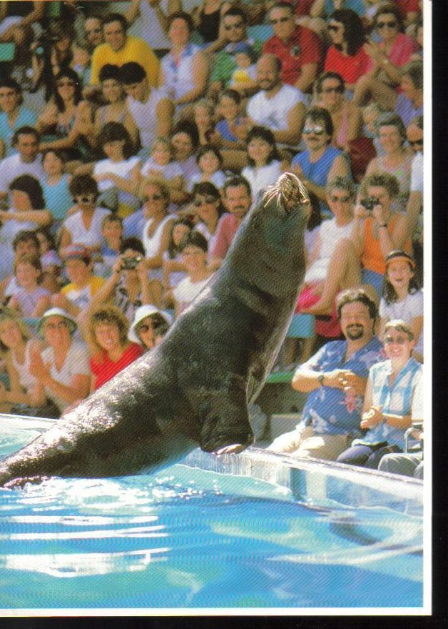 Sea Lion at Sea World, Florida Postcard