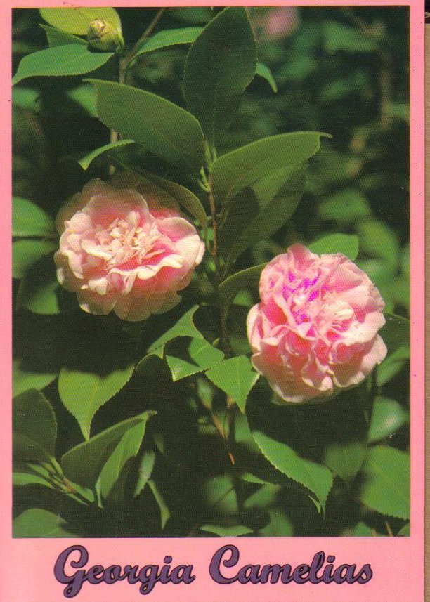 Georgia Camelias Flowers Postcard