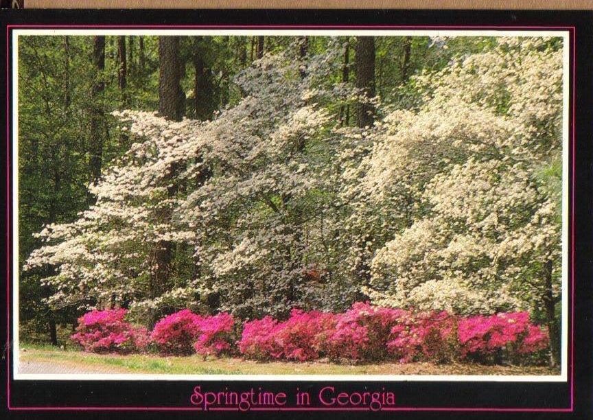 Springtime Azaleas and Dogwoods, Georgia Postcard