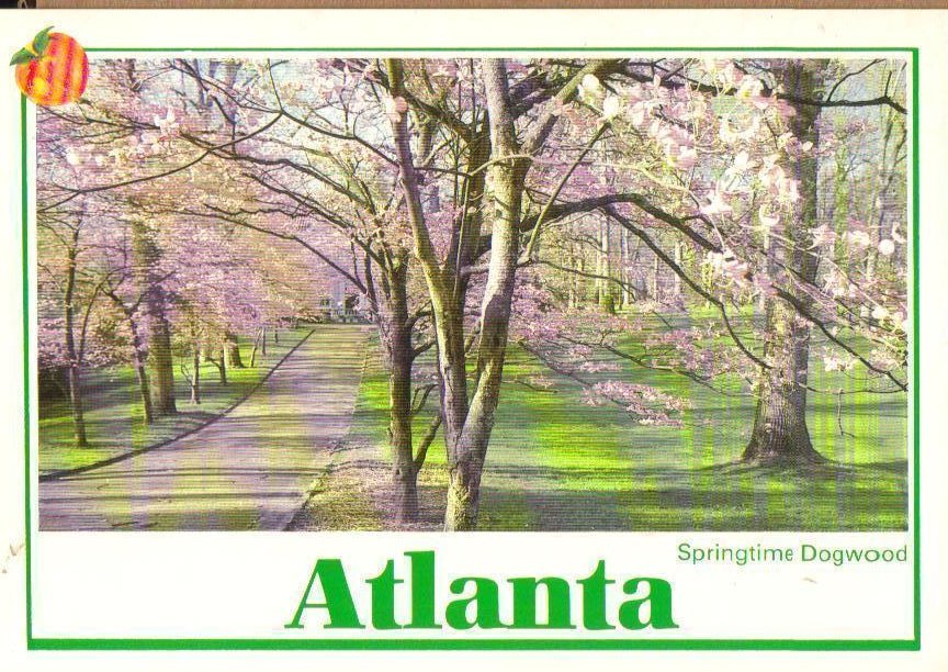 Springtime Dogwood, Atlanta, Georgia Postcard