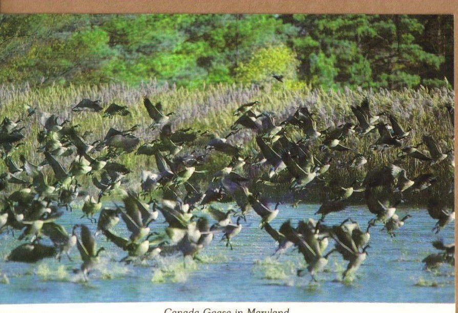 Canadian Geese, Eastern Shore of Maryland Postcard