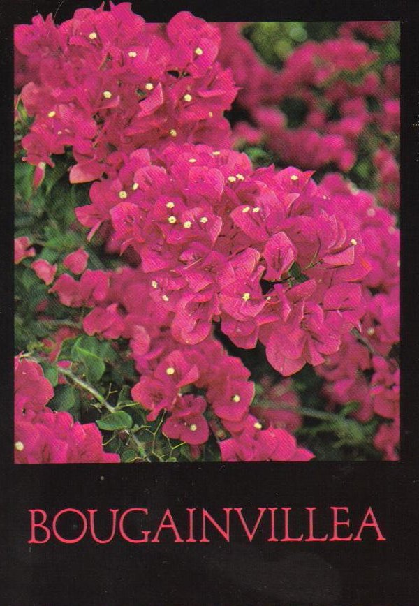 Bougainvillea Flower Postcard