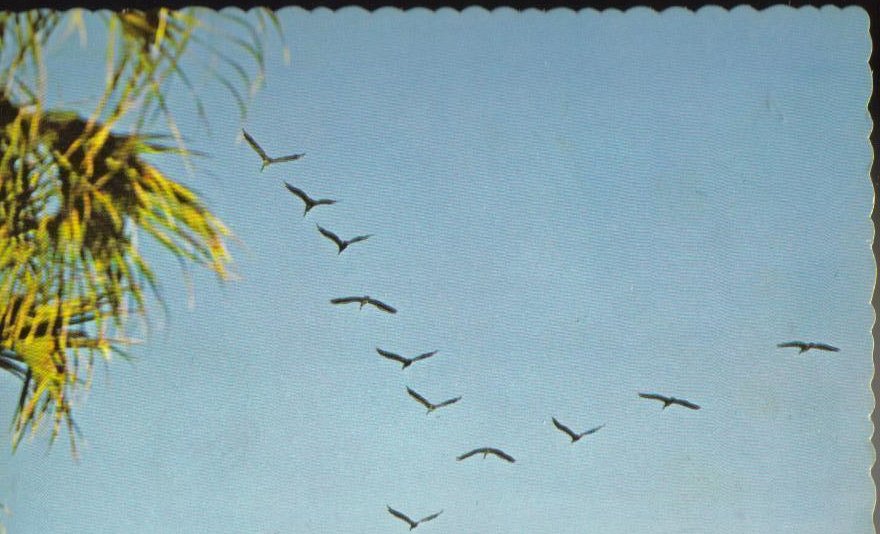 Brown Pelicans in Flight South Carolina Postcard