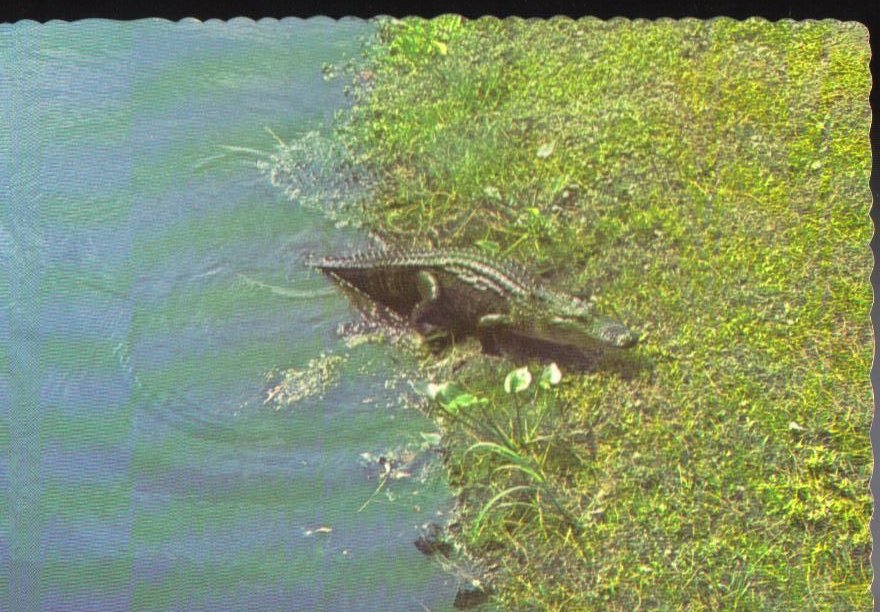 Alligator Vintage South Carolina Postcard