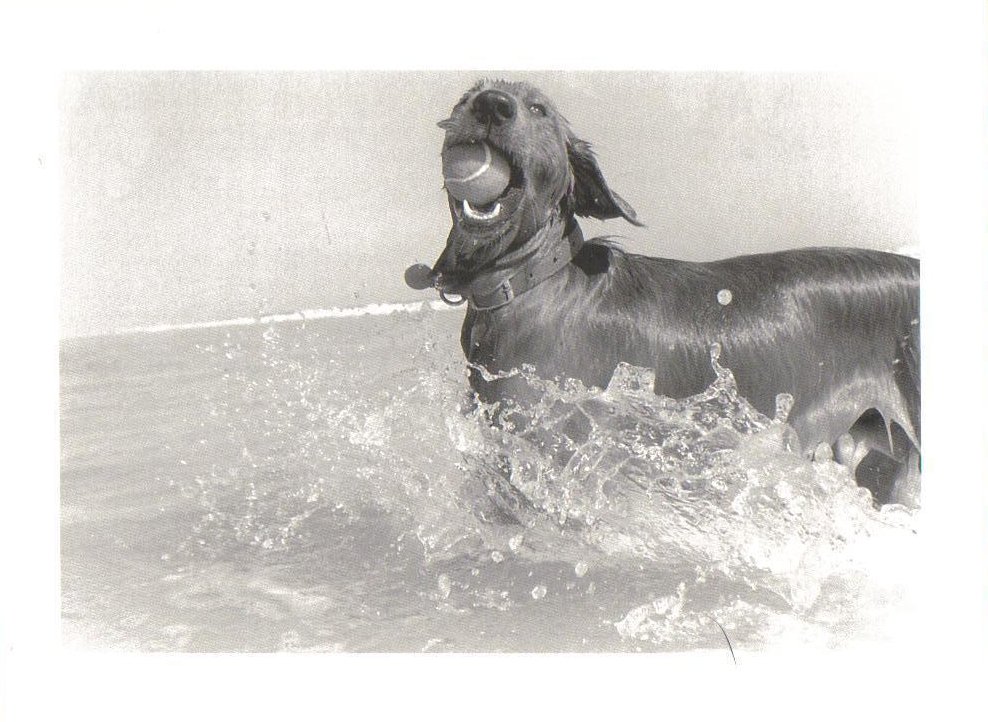 Dog with ball Grayton Beach Dog Postcard