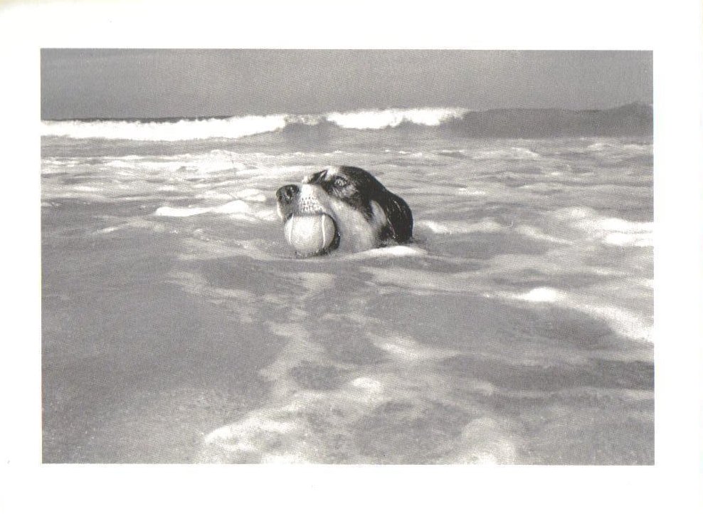 Dog with ball in Hawaii Dog Postcard