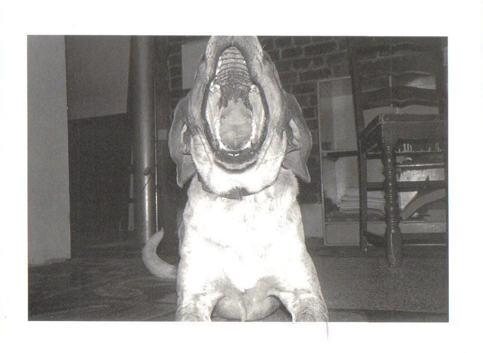 Detonator Yawning Dog Theme Postcard