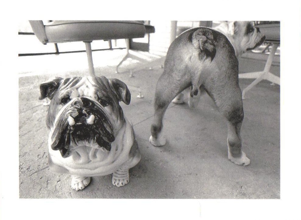 Sergios Bulldogs Front and Back Dog Postcard