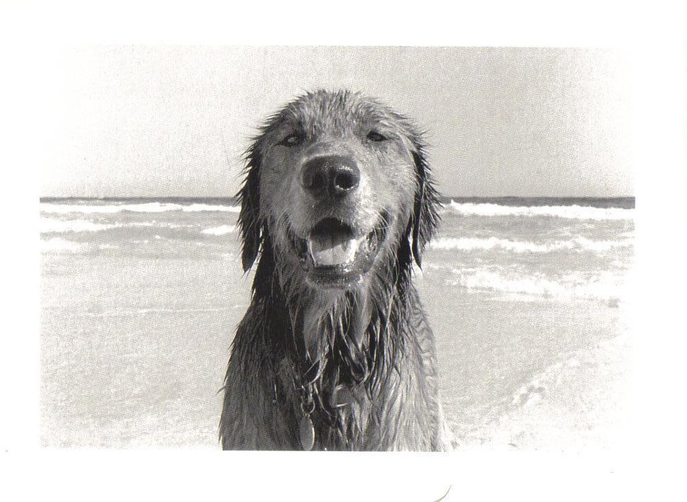 Dog on Vacation Golden Retriever Postcard