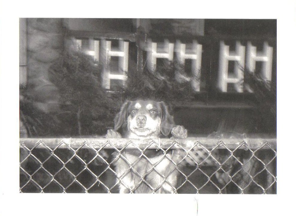 Another Guard Dog at the fence Dog Postcard