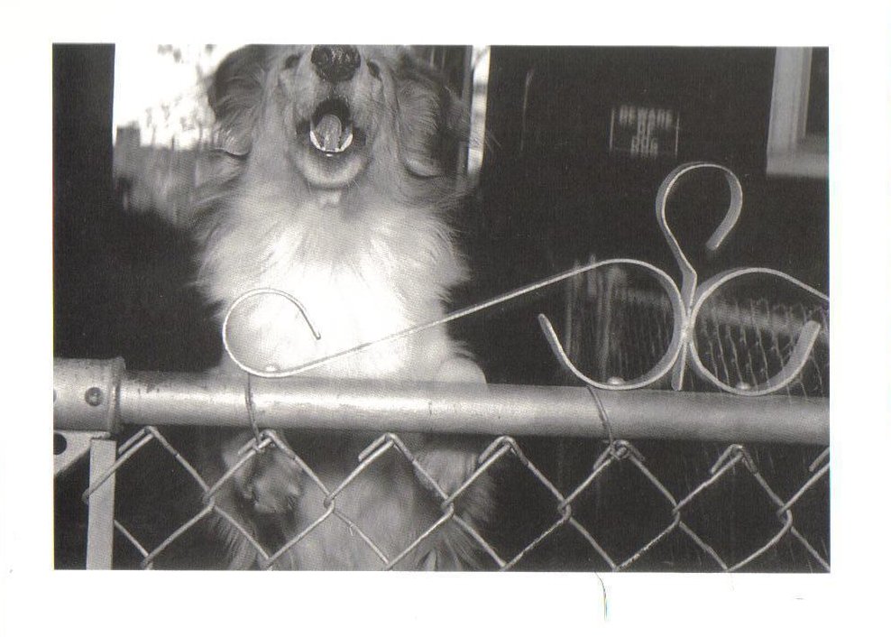 Guard Dog at Fence Dog Theme Postcard