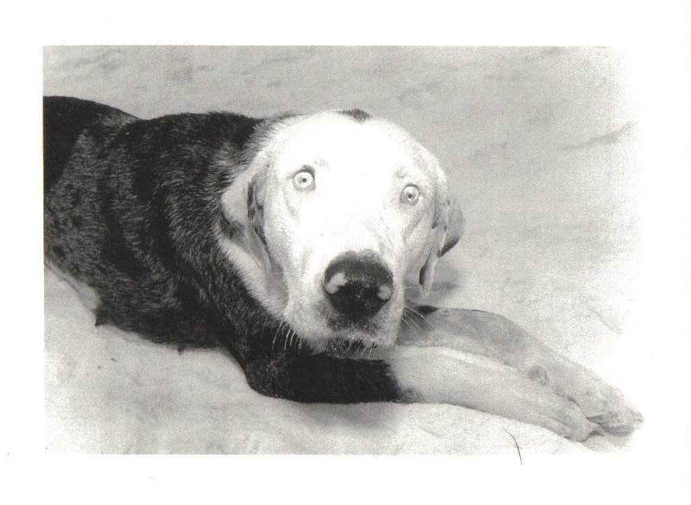 Dog on Vacation Laying on Beach Dog Postcard