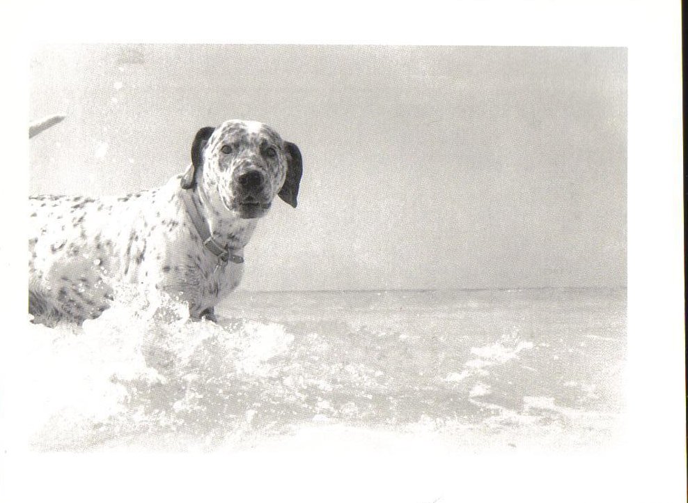 Dog on Vacation Dog Swimming Postcard