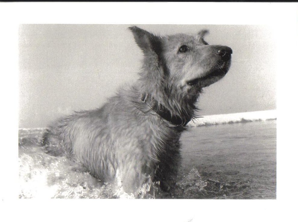 Dog on Vacation swimming at Beach Postcard