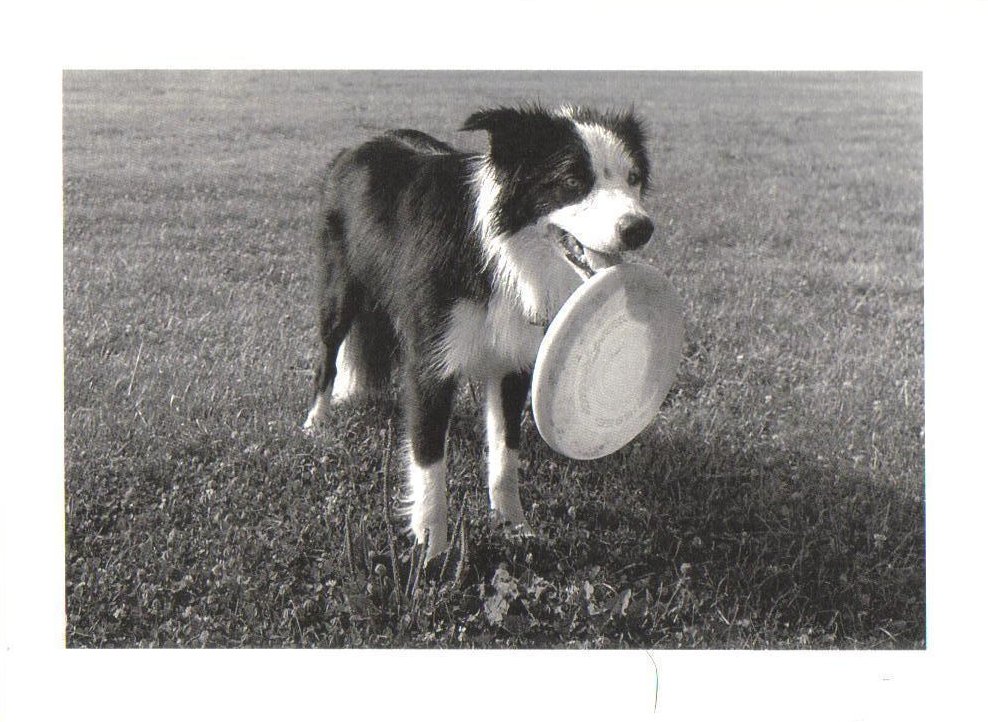 Dog playing with Frisbee Dog Postcard