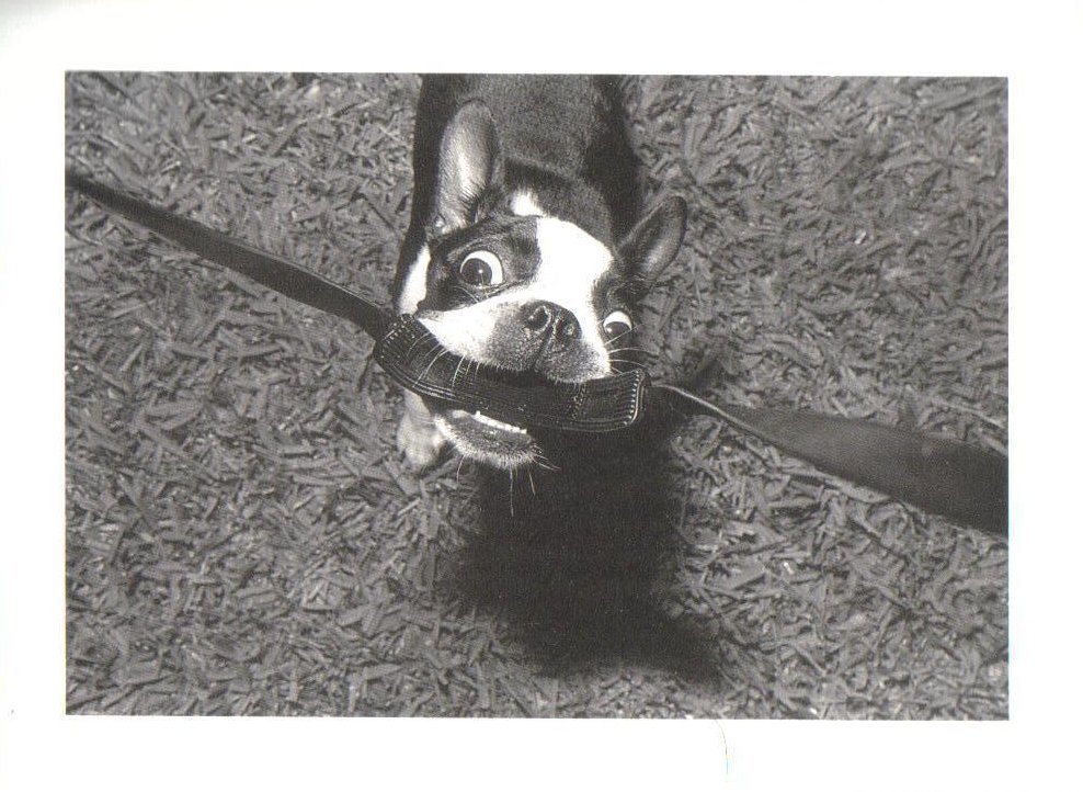 Florida Dog with Camera Strap Boston Terrier Postcard