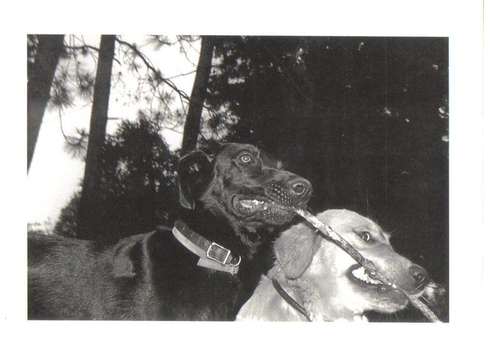 Leela and Molly Dogs Theme Postcard