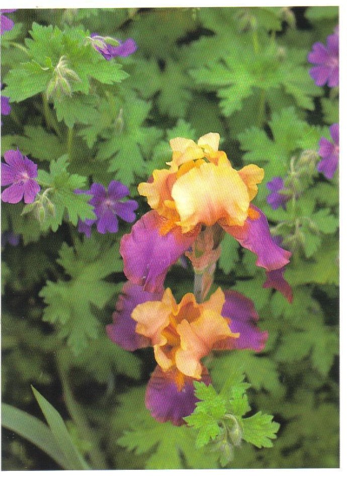 Monets Gardens Series Bearded Iris Postcard