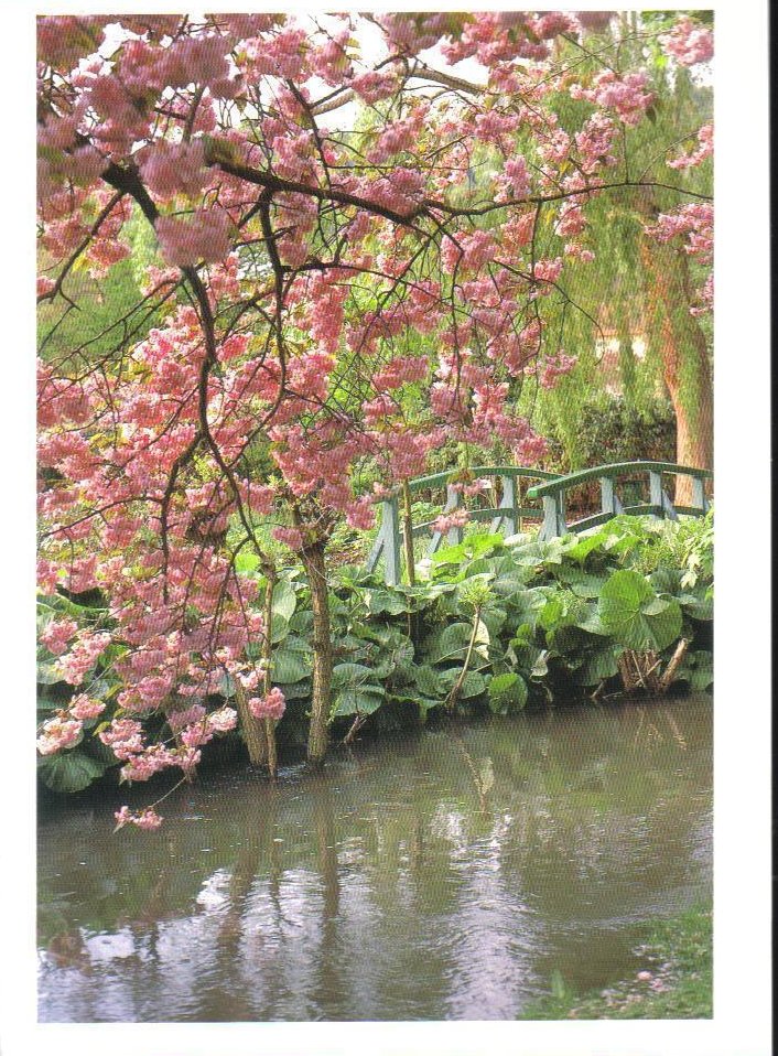 6 cherry tree road monet s gardens series cherry trees postcard 6 cherry tree road monet s gardens series cherry trees postcard