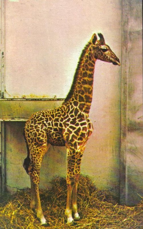 Giraffe, National Zoo Postcard