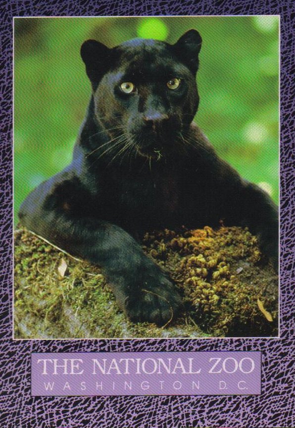Black Leopard or Panther, National Zoo Postcard