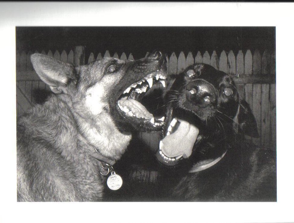 Casey and Leela Fierce Faces Dog Postcard