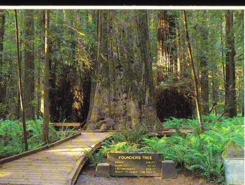 Founders Tree Giant Redwood California Postcard 