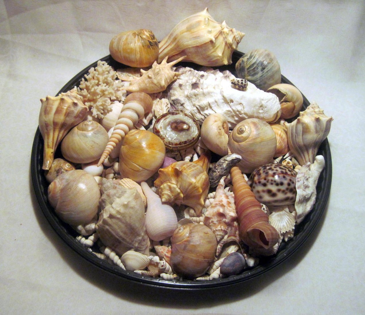 Sea Shell Collection Aquarium Crafts Decor Large Lot