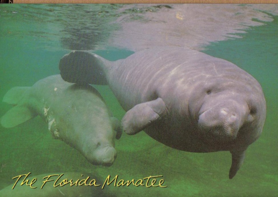 The Florida Manatee, Florida Postcard