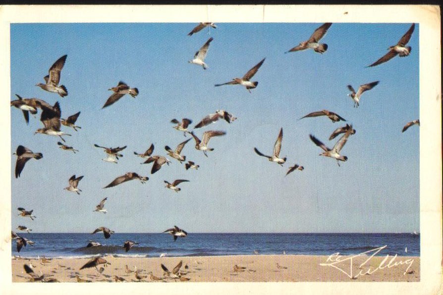 Seagulls in FlightOcean City, Maryland Vintage Postcard