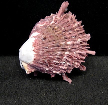 Image 1 of Purple Spiny Oyster Navajo Silver Ring Sz6-1/2 by Happy Piasso